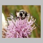 Ammophila sabulosa - Sandwespe 60-m02 16mm.jpg